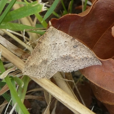 Taxeotis stereospila (Oval-spot Taxeotis (Oenochrominae) at Charleys Forest, NSW - 14 Oct 2023 by arjay