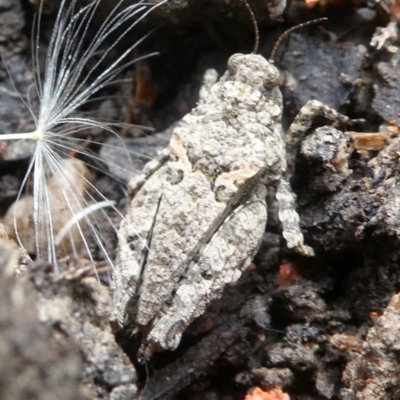 Tetrigidae (family) (Pygmy grasshopper) at Charleys Forest, NSW - 14 Oct 2023 by arjay