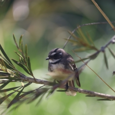 Rhipidura albiscapa (Grey Fantail) at Fyshwick, ACT - 7 Oct 2023 by patrick25
