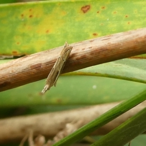 Eutorna tricasis at Charleys Forest, NSW - 14 Oct 2023