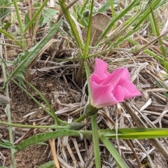 Convolvulus angustissimus subsp. angustissimus (Australian Bindweed) at Lions Youth Haven - Westwood Farm A.C.T. - 13 Oct 2023 by HelenCross