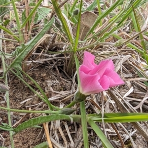 Convolvulus angustissimus subsp. angustissimus at Tuggeranong, ACT - 14 Oct 2023