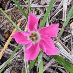 Convolvulus angustissimus subsp. angustissimus at Tuggeranong, ACT - 14 Oct 2023 10:33 AM