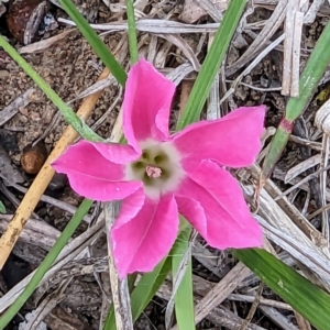 Convolvulus angustissimus subsp. angustissimus at Tuggeranong, ACT - 14 Oct 2023