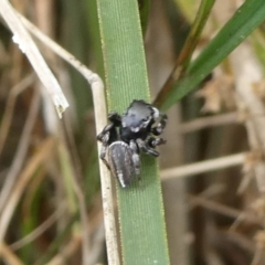 Maratus scutulatus (A jumping spider) at Charleys Forest, NSW - 14 Oct 2023 by arjay