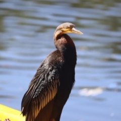 Anhinga novaehollandiae (Australasian Darter) at Mount Ainslie to Black Mountain - 7 Oct 2023 by patrick25