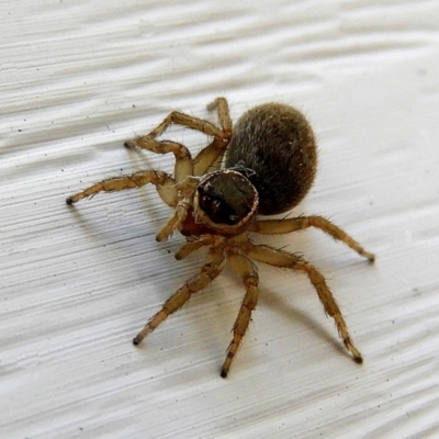 Maratus griseus (Jumping spider) at Goulburn, NSW - 10 Oct 2023 by Milly