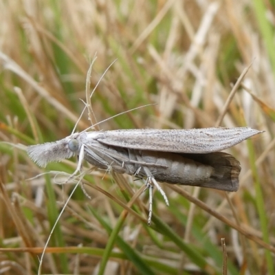 Culladia cuneiferellus (Crambinae moth) at Charleys Forest, NSW - 14 Oct 2023 by arjay