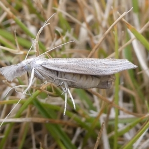 Culladia cuneiferellus at Charleys Forest, NSW - 14 Oct 2023