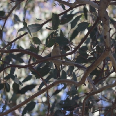 Ptilotula penicillata (White-plumed Honeyeater) at Jerrabomberra Wetlands - 7 Oct 2023 by patrick25