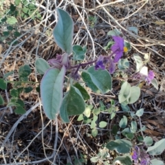 Solanum callosum at Eromanga, QLD - 27 Jul 2023 by LyndalT