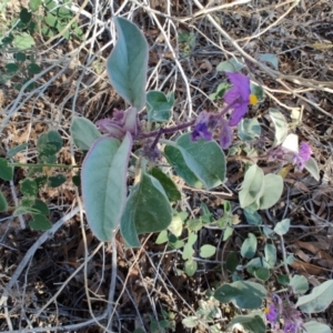Solanum callosum at Eromanga, QLD - 27 Jul 2023