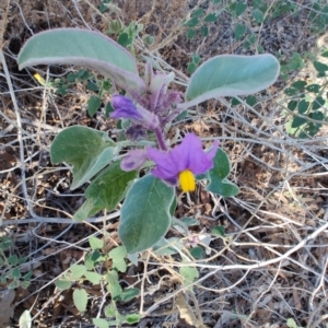 Solanum callosum at Eromanga, QLD - 27 Jul 2023