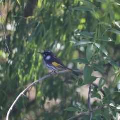 Phylidonyris novaehollandiae (New Holland Honeyeater) at Fyshwick, ACT - 7 Oct 2023 by patrick25