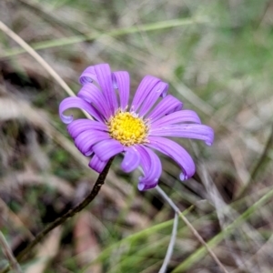 Calotis scabiosifolia var. integrifolia at Tuggeranong, ACT - 14 Oct 2023