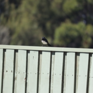 Rhipidura leucophrys at Fyshwick, ACT - 7 Oct 2023