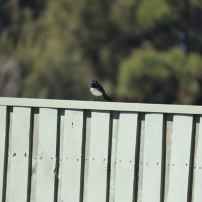 Rhipidura leucophrys (Willie Wagtail) at Fyshwick, ACT - 7 Oct 2023 by patrick25