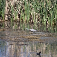 Egretta novaehollandiae (White-faced Heron) at Jerrabomberra Wetlands - 7 Oct 2023 by patrick25