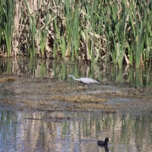 Egretta novaehollandiae at Fyshwick, ACT - 7 Oct 2023