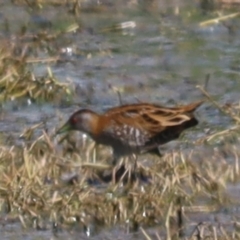 Zapornia pusilla (Baillon's Crake) at Jerrabomberra Wetlands - 7 Oct 2023 by patrick25