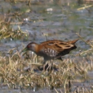 Zapornia pusilla at Fyshwick, ACT - 7 Oct 2023