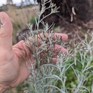 Senecio quadridentatus at Kambah, ACT - 14 Oct 2023