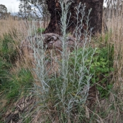 Senecio quadridentatus at Kambah, ACT - 14 Oct 2023