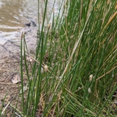 Eleocharis acuta (Common Spike-rush) at Lions Youth Haven - Westwood Farm A.C.T. - 13 Oct 2023 by HelenCross