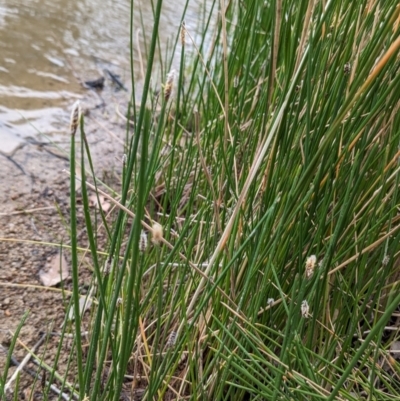 Eleocharis acuta (Common Spike-rush) at Tuggeranong, ACT - 14 Oct 2023 by HelenCross