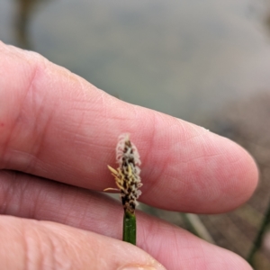 Eleocharis acuta at Tuggeranong, ACT - 14 Oct 2023 09:35 AM