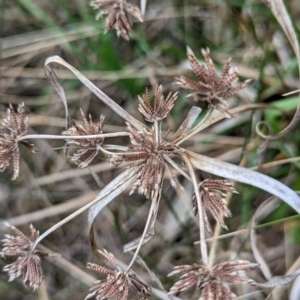 Cyperus eragrostis at Tuggeranong, ACT - 14 Oct 2023