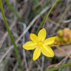 Bulbine bulbosa (Golden Lily) at Lions Youth Haven - Westwood Farm A.C.T. - 13 Oct 2023 by HelenCross