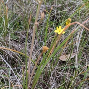 Bulbine bulbosa at Tuggeranong, ACT - 14 Oct 2023