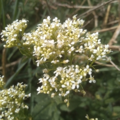 Lepidium sp. at Cooma, NSW - 13 Oct 2023 by mahargiani