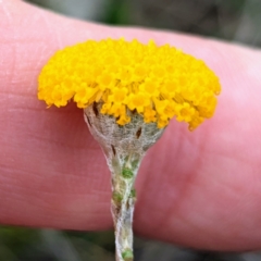 Leptorhynchos squamatus subsp. squamatus (Scaly Buttons) at Tuggeranong, ACT - 13 Oct 2023 by HelenCross