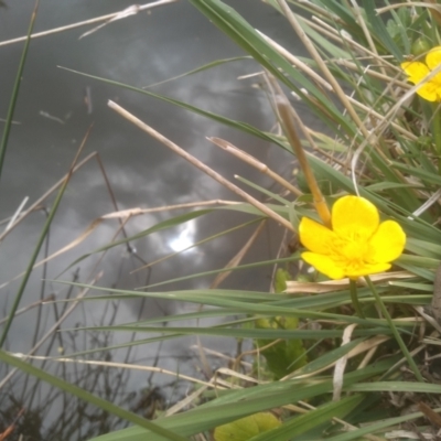 Ranunculus repens (Creeping Buttercup) at Cooma North Ridge Reserve - 13 Oct 2023 by mahargiani