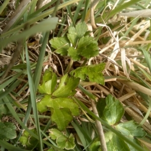 Ranunculus repens at Cooma, NSW - 13 Oct 2023