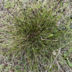 Schoenus apogon (Common Bog Sedge) at Tuggeranong, ACT - 14 Oct 2023 by HelenCross