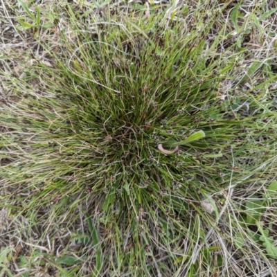 Schoenus apogon (Common Bog Sedge) at Tuggeranong, ACT - 14 Oct 2023 by HelenCross