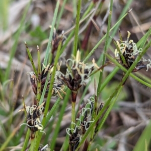 Schoenus apogon at Tuggeranong, ACT - 14 Oct 2023