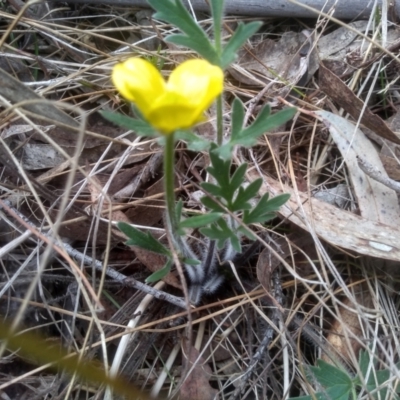 Ranunculus lappaceus (Australian Buttercup) at Cooma, NSW - 13 Oct 2023 by mahargiani