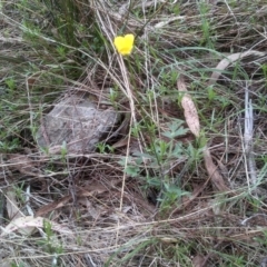 Ranunculus lappaceus at Cooma, NSW - 13 Oct 2023