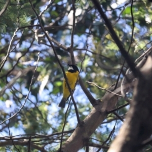 Pachycephala pectoralis at Paddys River, ACT - 30 Sep 2023