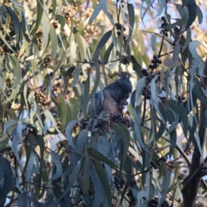 Callocephalon fimbriatum at Hughes, ACT - 1 Sep 2023