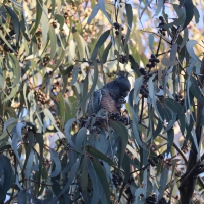 Callocephalon fimbriatum (Gang-gang Cockatoo) at Hughes Grassy Woodland - 1 Sep 2023 by patrick25