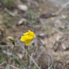 Goodenia pinnatifida (Scrambled Eggs) at Tuggeranong, ACT - 14 Oct 2023 by HelenCross