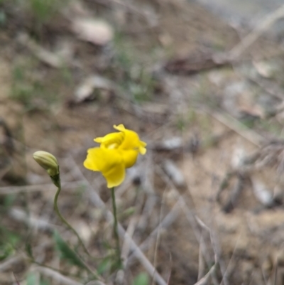 Goodenia pinnatifida (Scrambled Eggs) at Tuggeranong, ACT - 13 Oct 2023 by HelenCross