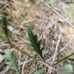 Goodenia pinnatifida at Tuggeranong, ACT - 14 Oct 2023