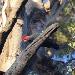 Callocephalon fimbriatum (Gang-gang Cockatoo) at Red Hill to Yarralumla Creek - 1 Sep 2023 by patrick25