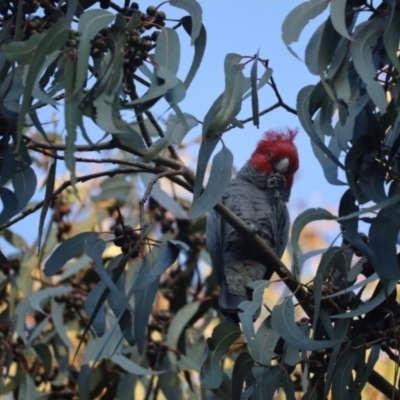 Callocephalon fimbriatum (Gang-gang Cockatoo) at Red Hill to Yarralumla Creek - 30 Sep 2023 by patrick25